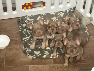 French Bulldog dogs French bull dog puppies - Advert 15
