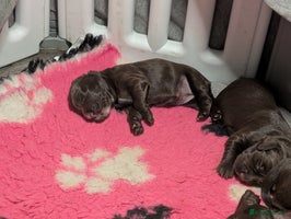 Cocker Spaniel dogs - Advert 12