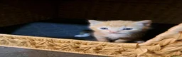 British Shorthair cats for sale: Ginger kittens in West Bromwich - Advert 6