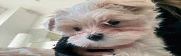 Maltipoo dogs for sale: Toy Size maltipoo boys in London - Advert 5