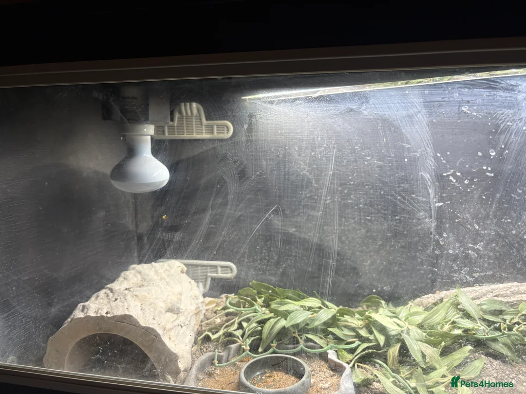 Bearded Dragon reptiles for sale: 1bearded dragon 2years of age WITH ENCLOSURE - Advert 1