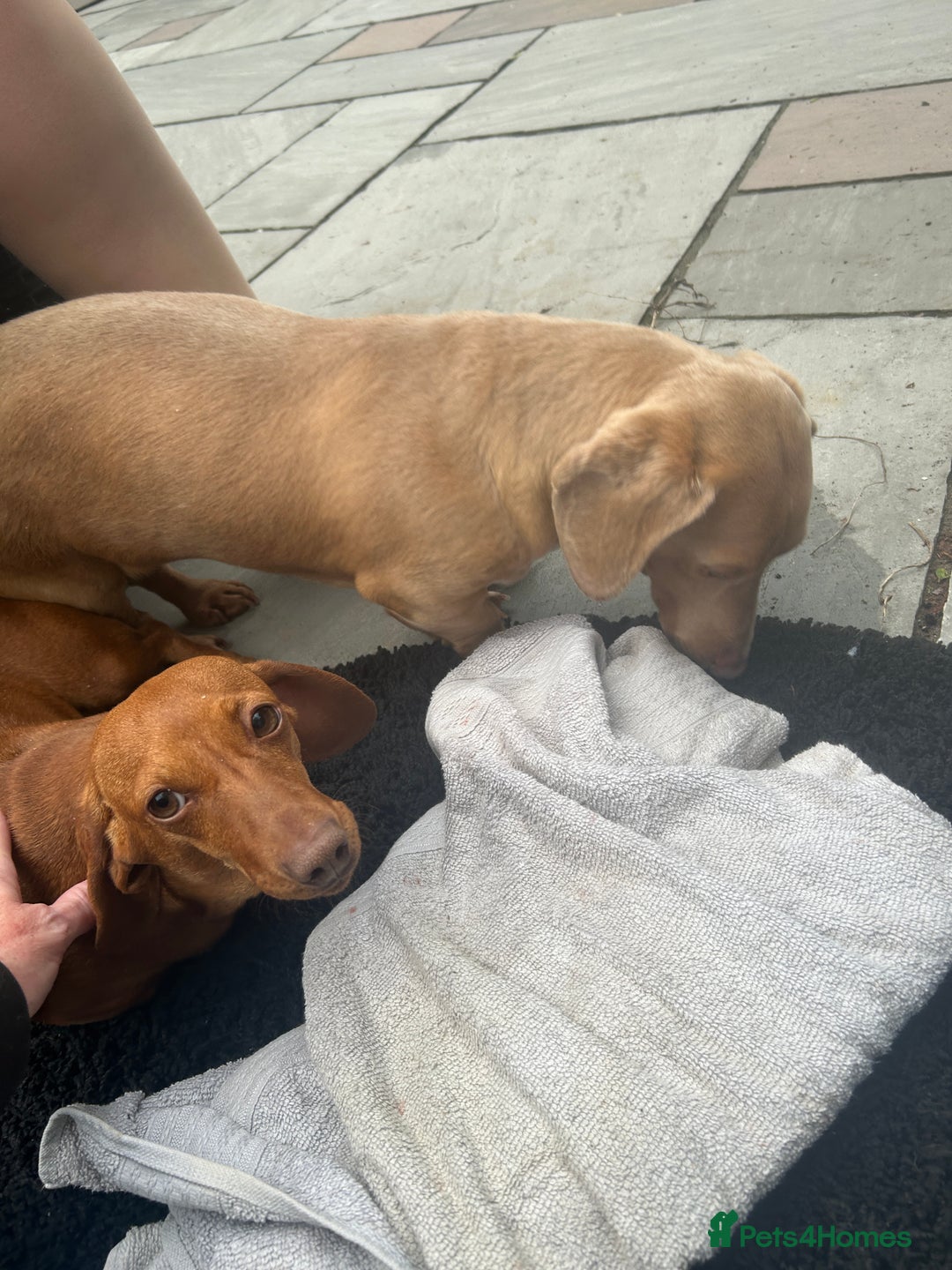 Miniature Dachshund dogs for sale: Superb Miniature KC reg Dachshund puppies - Image 31
