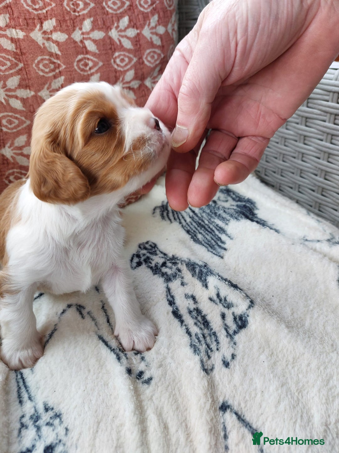 Cavalier King Charles Spaniel dogs for sale: Outstanding Cavalier King Charles Puppies  - Image 10