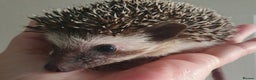 Pygmy Hedgehog rodents for sale:  Full pedigree Baby African pygmy hedgehogs  - Advert 2