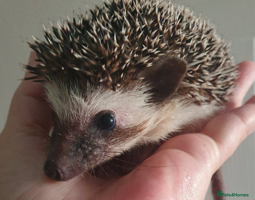 Pygmy Hedgehog rodents for sale:  Full pedigree Baby African pygmy hedgehogs  - Advert 2