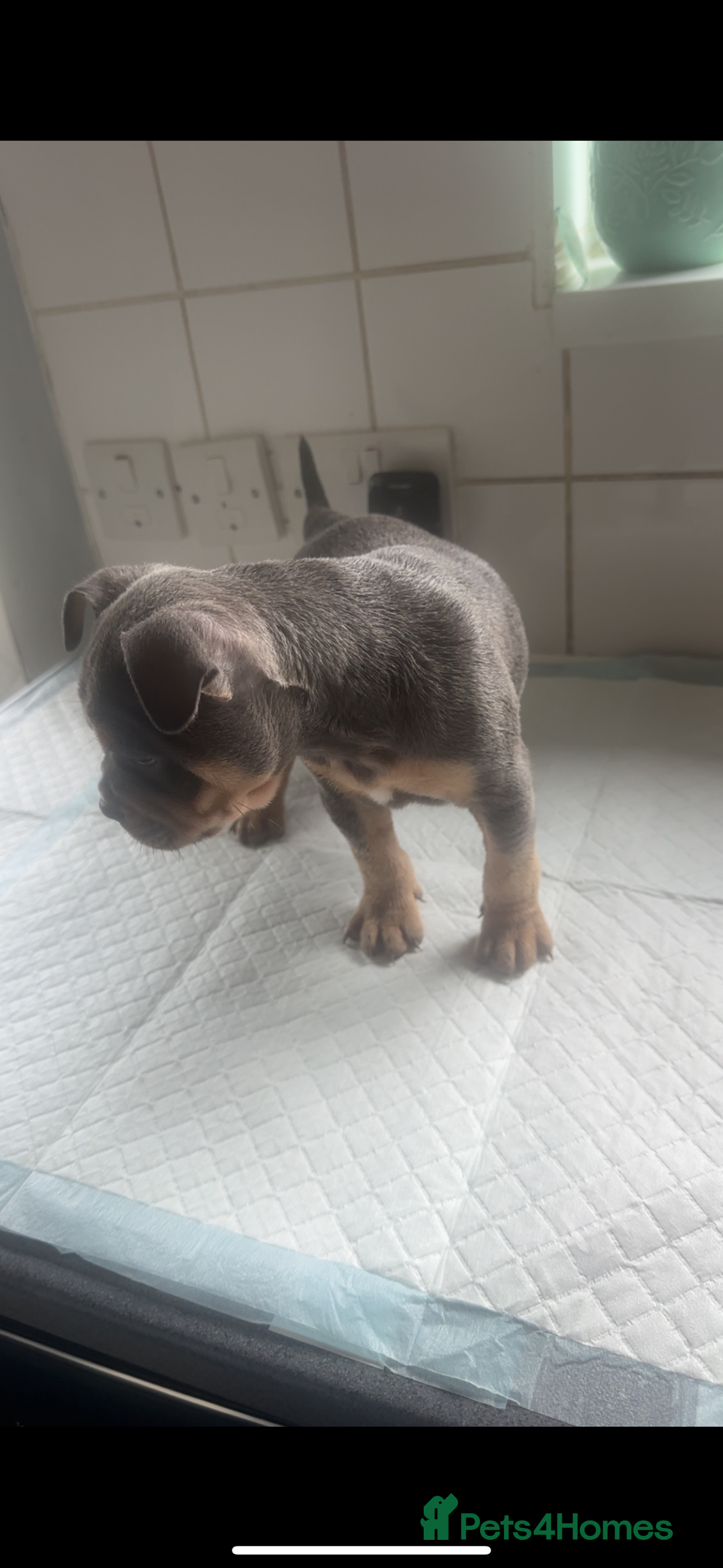Mixed Breed dogs for sale: Last 2 puppies left English X French bulldog  - Image 3