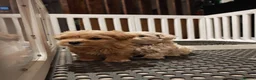 Maltipoo dogs for sale: Maltipoo F1 Toy Size, KC Parents, DNA Tested Clear - Advert 4