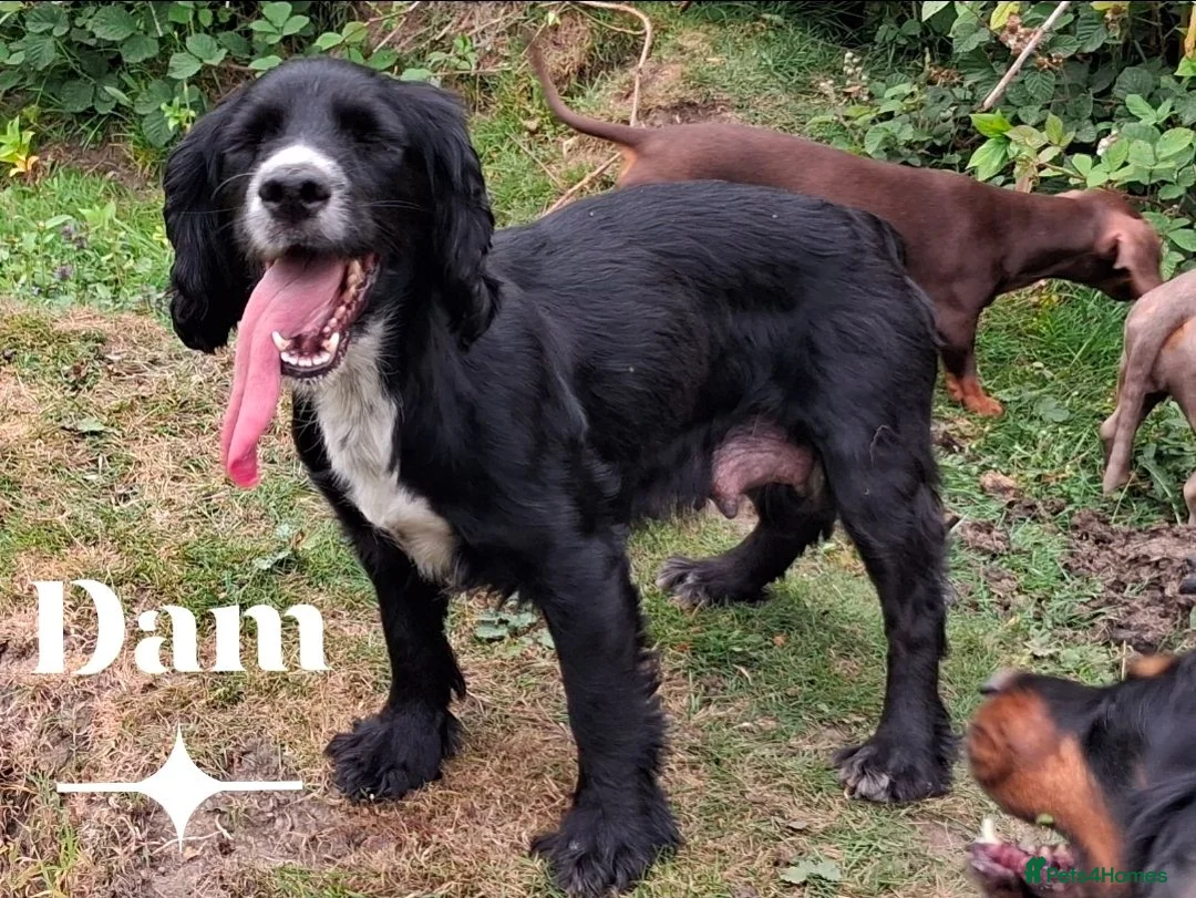 Cocker Spaniel dogs for sale: Beautiful Cocker spaniel  - Advert 8