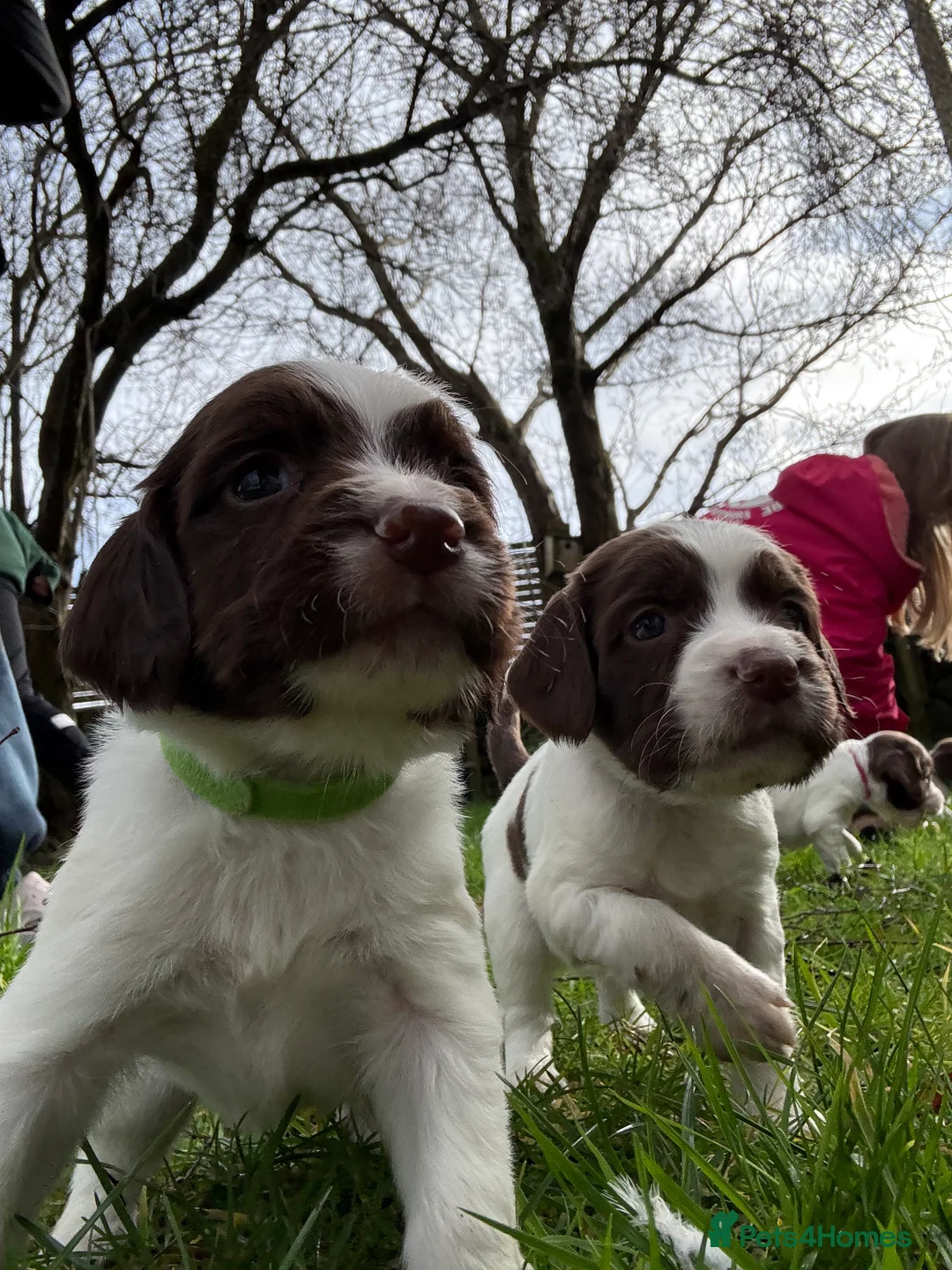 English Springer Spaniel dogs for sale: Springer Spaniels, liver and white, North Wales. - Advert 2