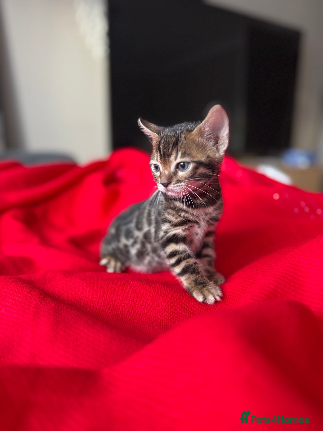 Bengal cats for sale: Purebred Bengal Kittens – Ready for Loving Homes - Advert 10