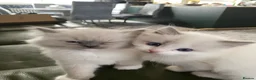 Ragdoll cats for sale: ✨Adorable Ragdoll kittens for sale✨ in Glasgow - Advert 10