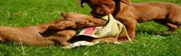 Labrador Retriever dogs for sale: Extensively Health Tested Labrador Puppies - Advert 3