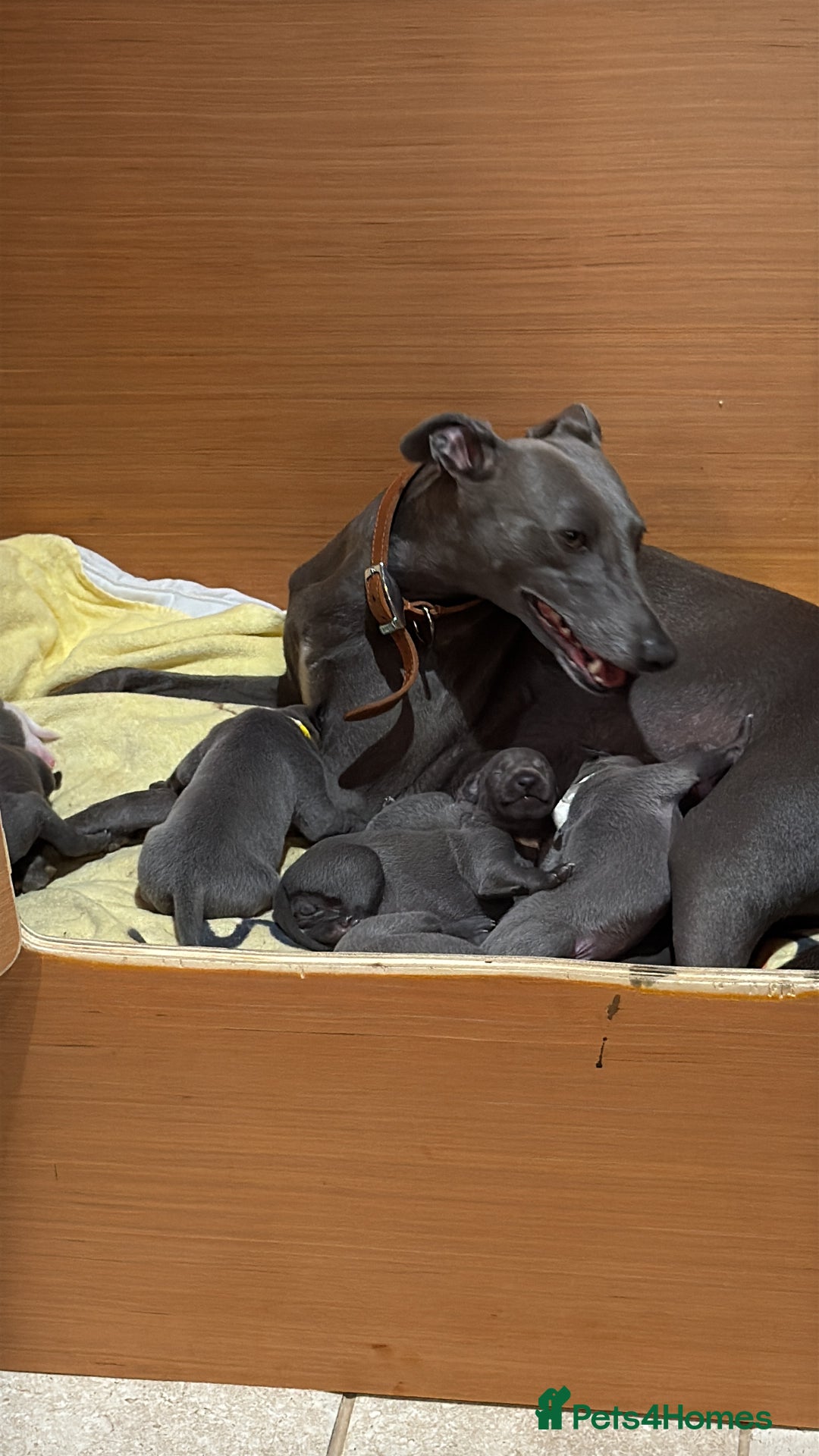 Whippet dogs for sale: Blue whippet puppies - Image 4