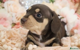 Miniature Dachshund dogs for sale: KC Registered Miniature Dachshund Puppies - Image 23