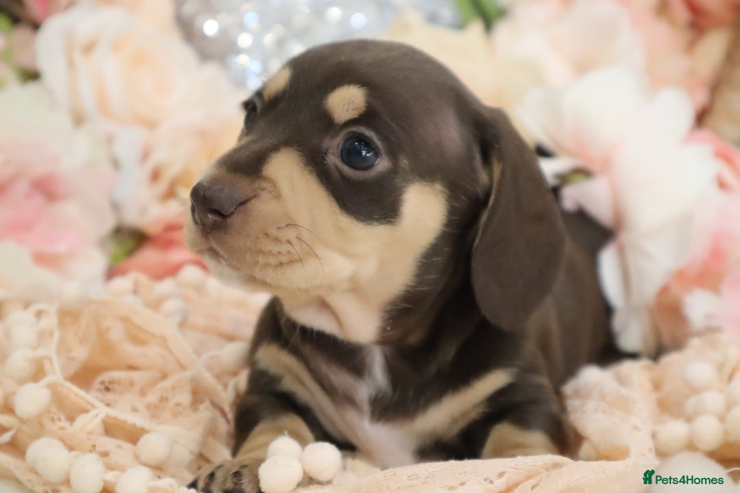 Miniature Dachshund dogs for sale: KC Registered Miniature Dachshund Puppies - Image 23