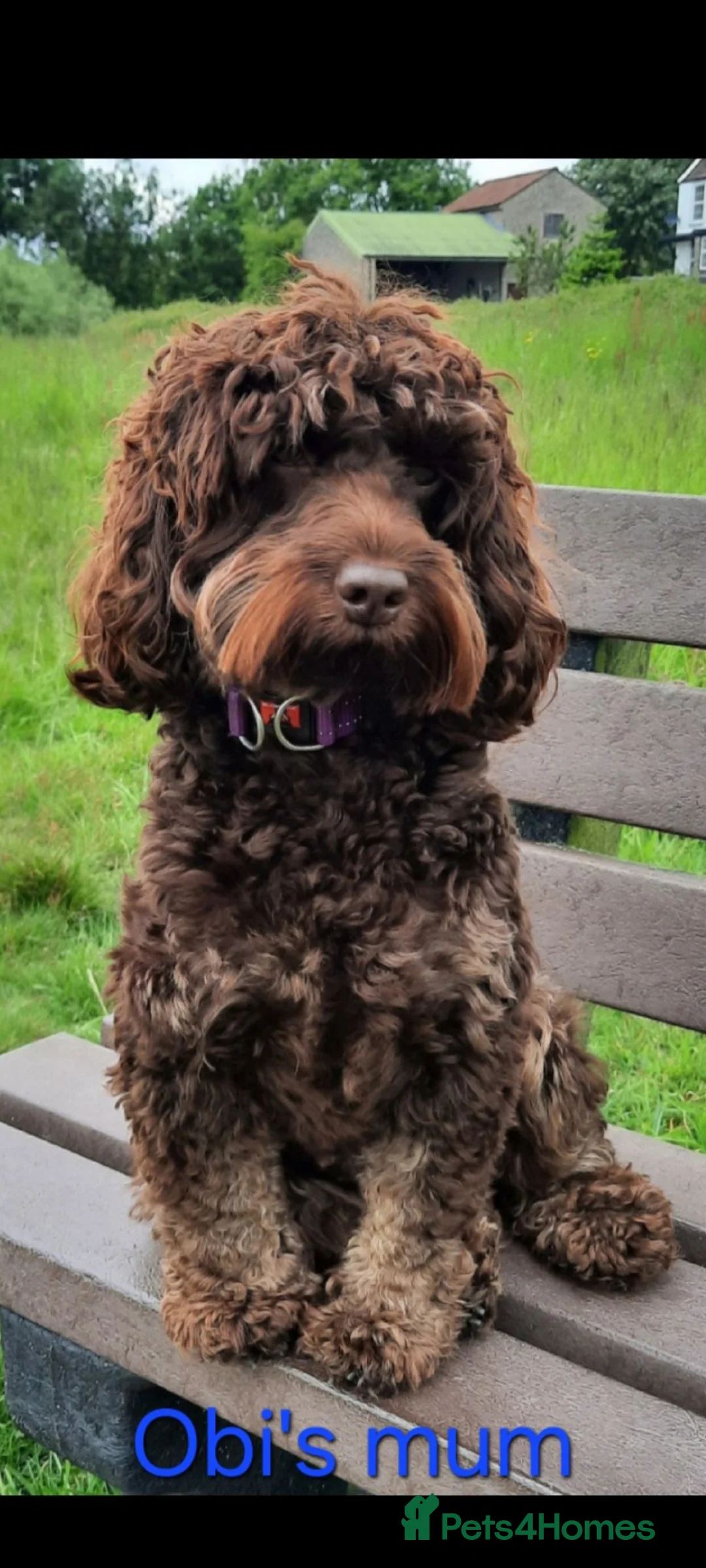 Cockapoo dogs for stud: Cockapoo stud chocolate merle DNA tested proven  - Advert 23