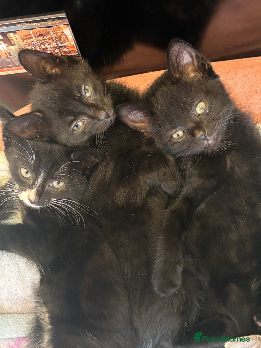 Domestic Shorthair cats for sale: 2 kittens available 1x male 1x female  - Image 4