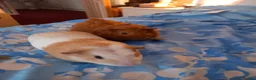 Guinea Pig rodents for sale: Guinea  pigs - Advert 1