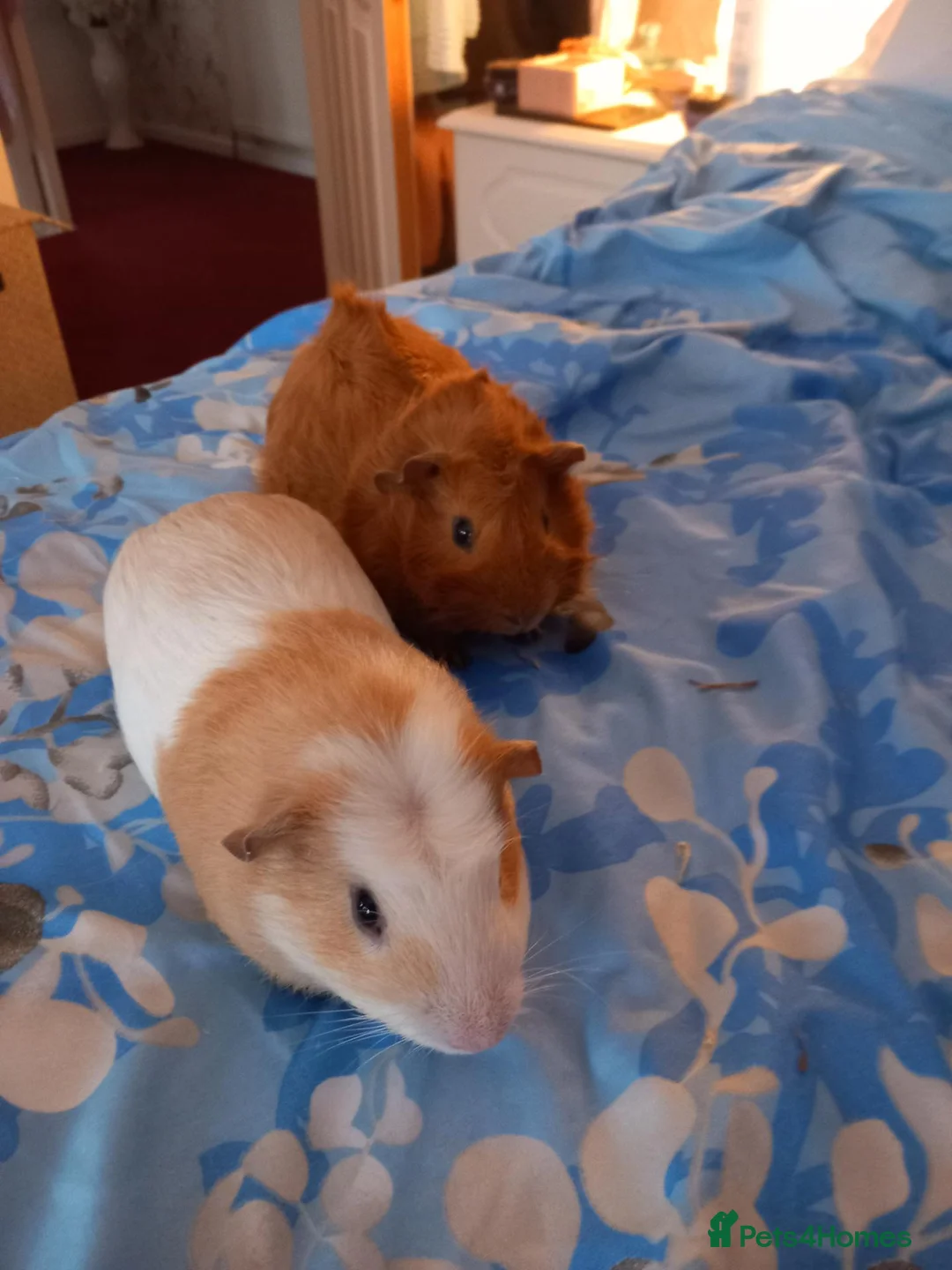 Guinea Pig rodents for sale: Guinea  pigs - Advert 1
