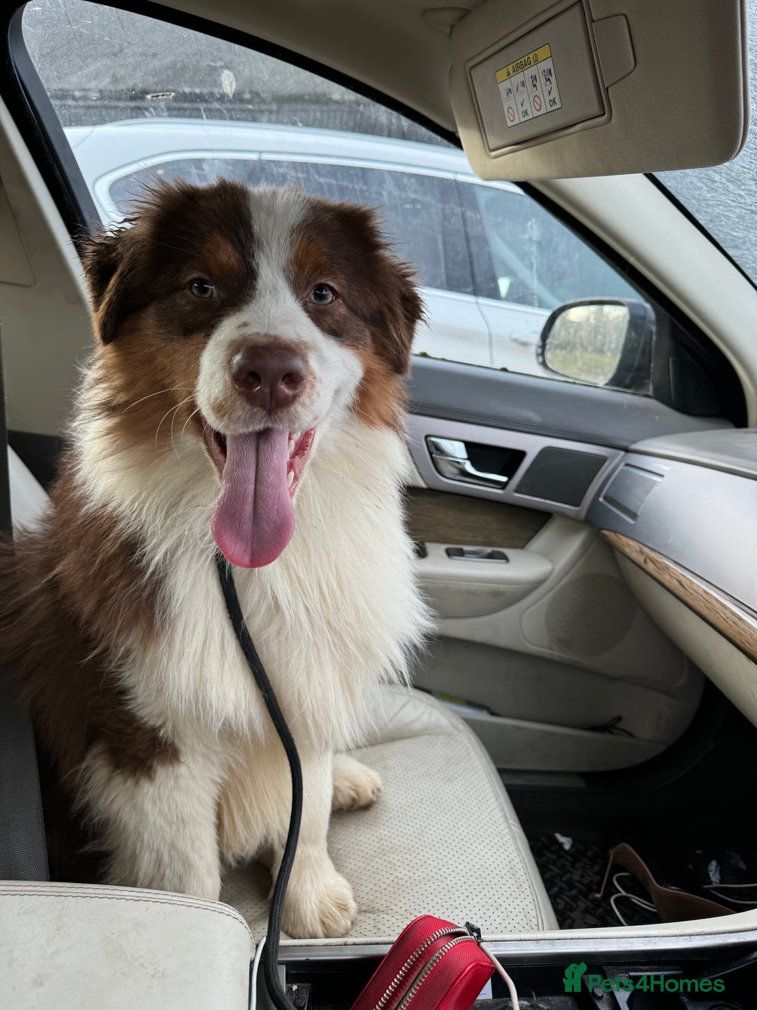 Australian Shepherd dogs for sale: Fully health tested KC registered Aussie shepherd - Advert 11