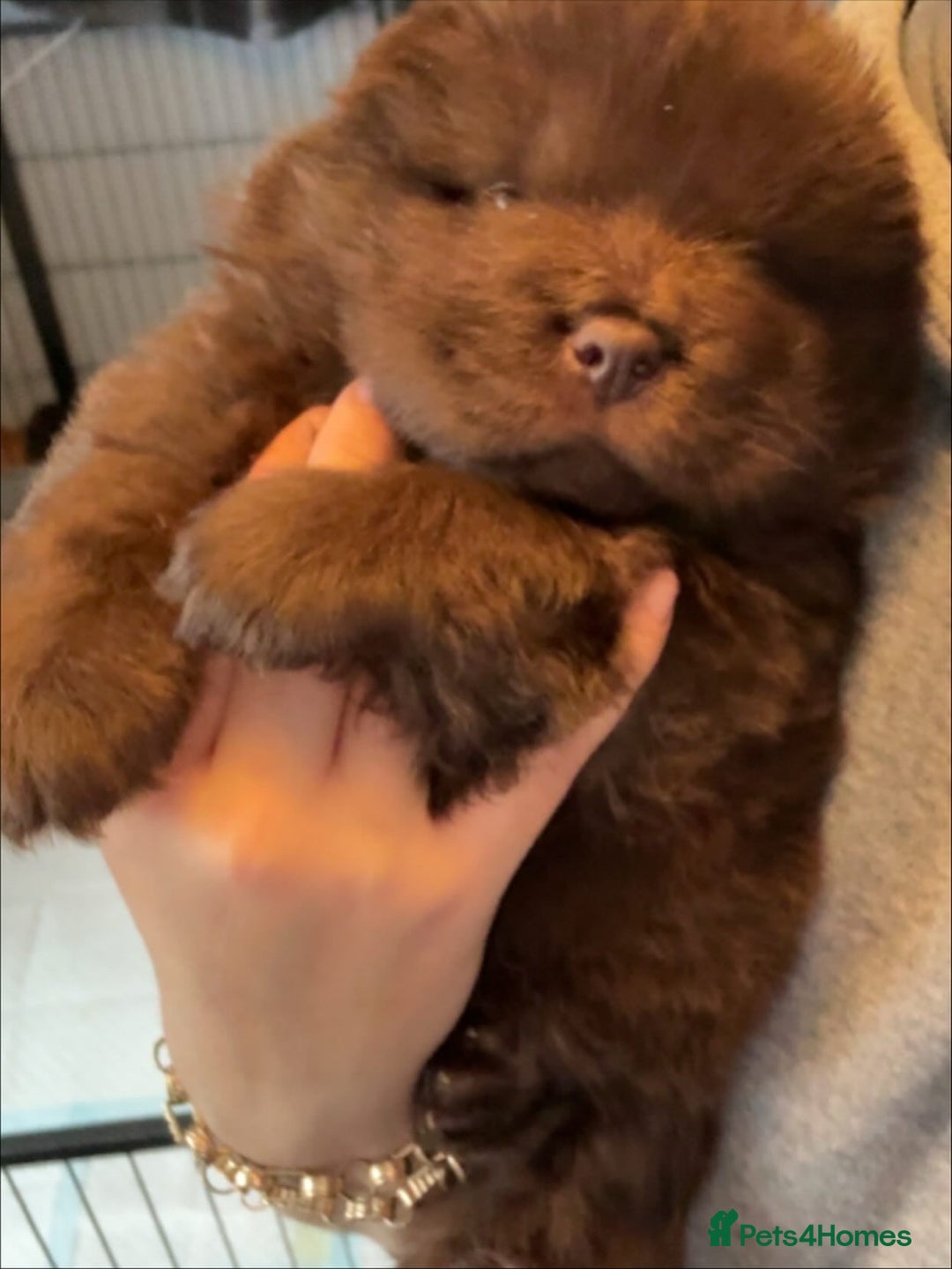 Chow Chow dogs for sale: Merle Chow Chow puppies  - Advert 5