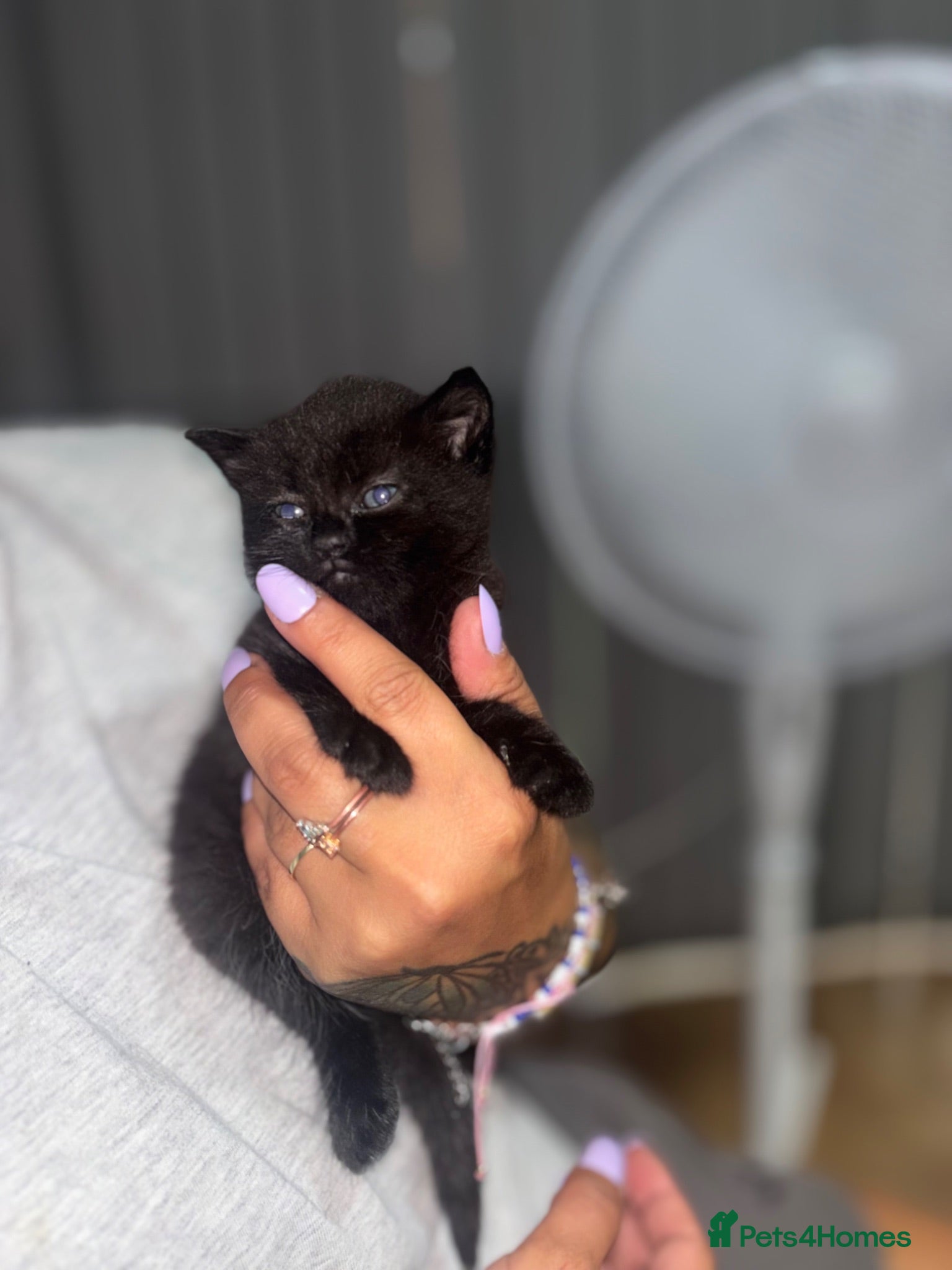 Mixed Breed cats Cats kittens  - Advert 4