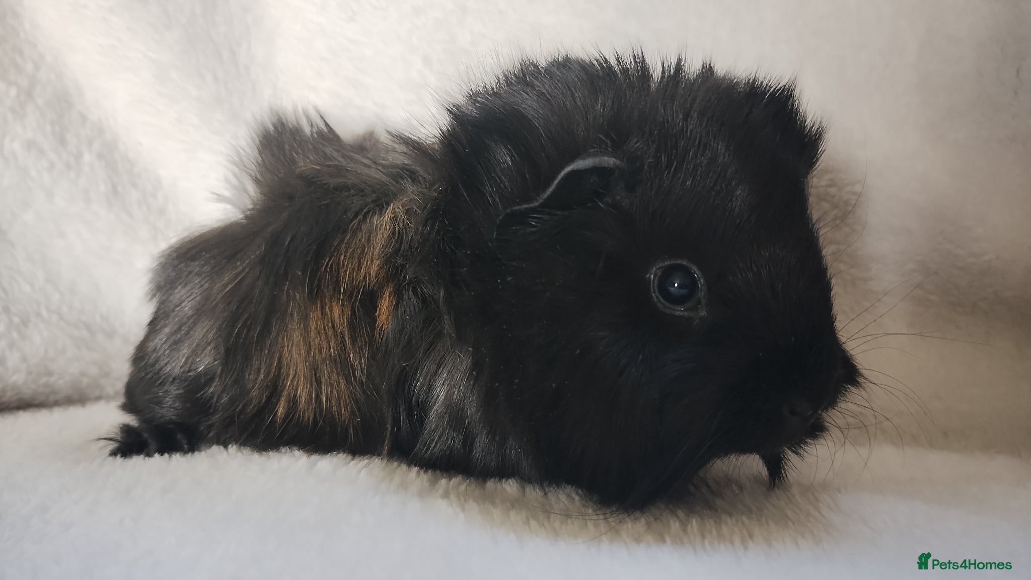 Guinea Pig rodents Delivery available girl guinea pigs set 2 - Advert 13