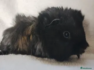 Guinea Pig rodents Delivery available girl guinea pigs set 2 - Advert 13