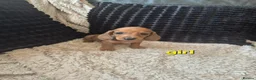Dachshund dogs for sale: Kc dachshund puppies! - Advert 6