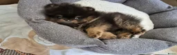Pomeranian dogs for sale: THE LAST ONE luxury Pomeranian Puppy for sale!!! - Advert 3