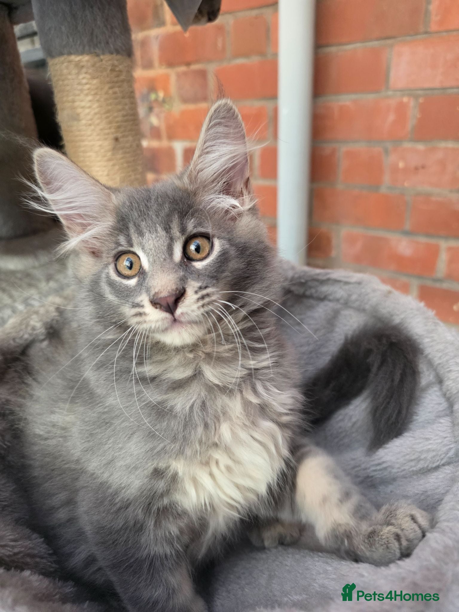 Maine Coon cats  Maine Coon Kittens Champion Bloodline  - Advert 9