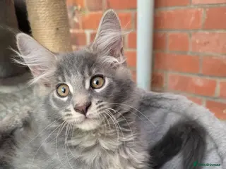 Maine Coon cats Maine Coon Kittens Champion Bloodline - Advert 1