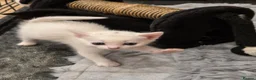 Mixed Breed cats for sale: Black & Wite Kittens Looking for Loving Homes 🐾 - Advert 11