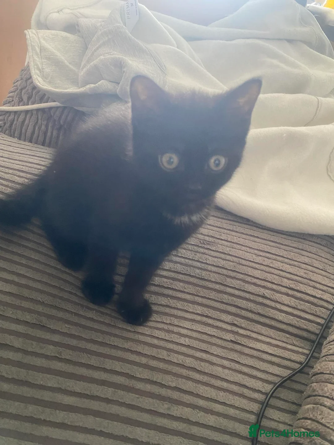 American Shorthair cats for sale: two female american shorthair kittens  - Advert 1
