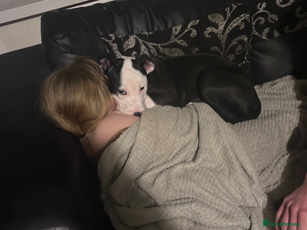 Mixed Breed dogs for sale: Bull mastiff cross staff female  - Advert 8