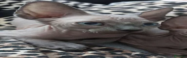 Sphynx 1