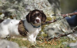 English Springer Spaniel dogs for sale: English springer spaniels  - Image 24