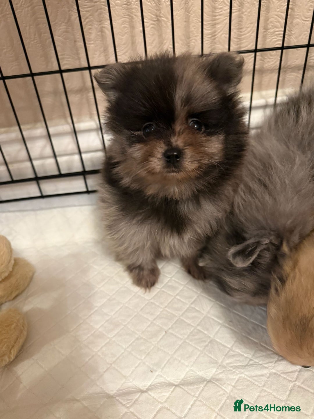 Pomeranian dogs for sale: Pom Puppies - Advert 10