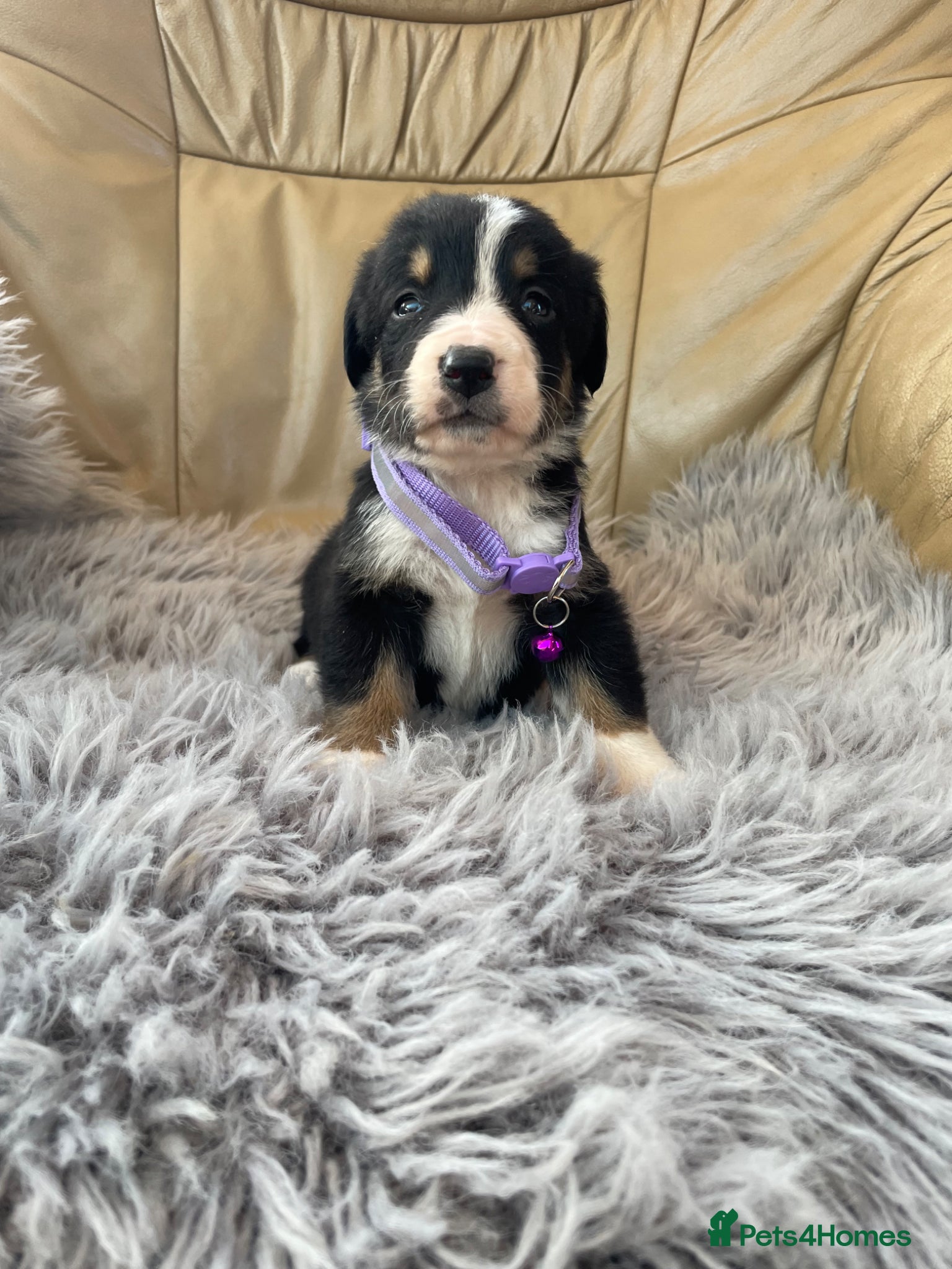 Bernese Mountain Dog dogs Bordernese boys and girls - Advert 3