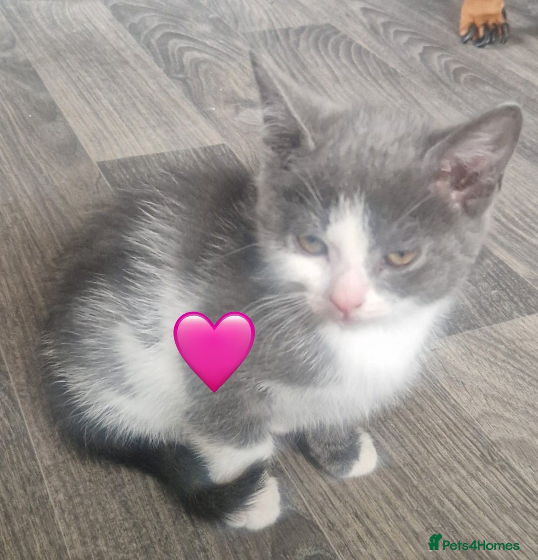Mixed Breed cats for sale: Kittens for good homes - Image 1