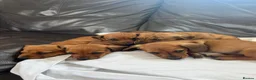 Miniature Dachshund dogs for sale: Kc reg pra clear - Advert 4