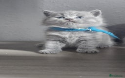 British Shorthair cats for sale: High Quality British Short Haired Kittens - Image 5