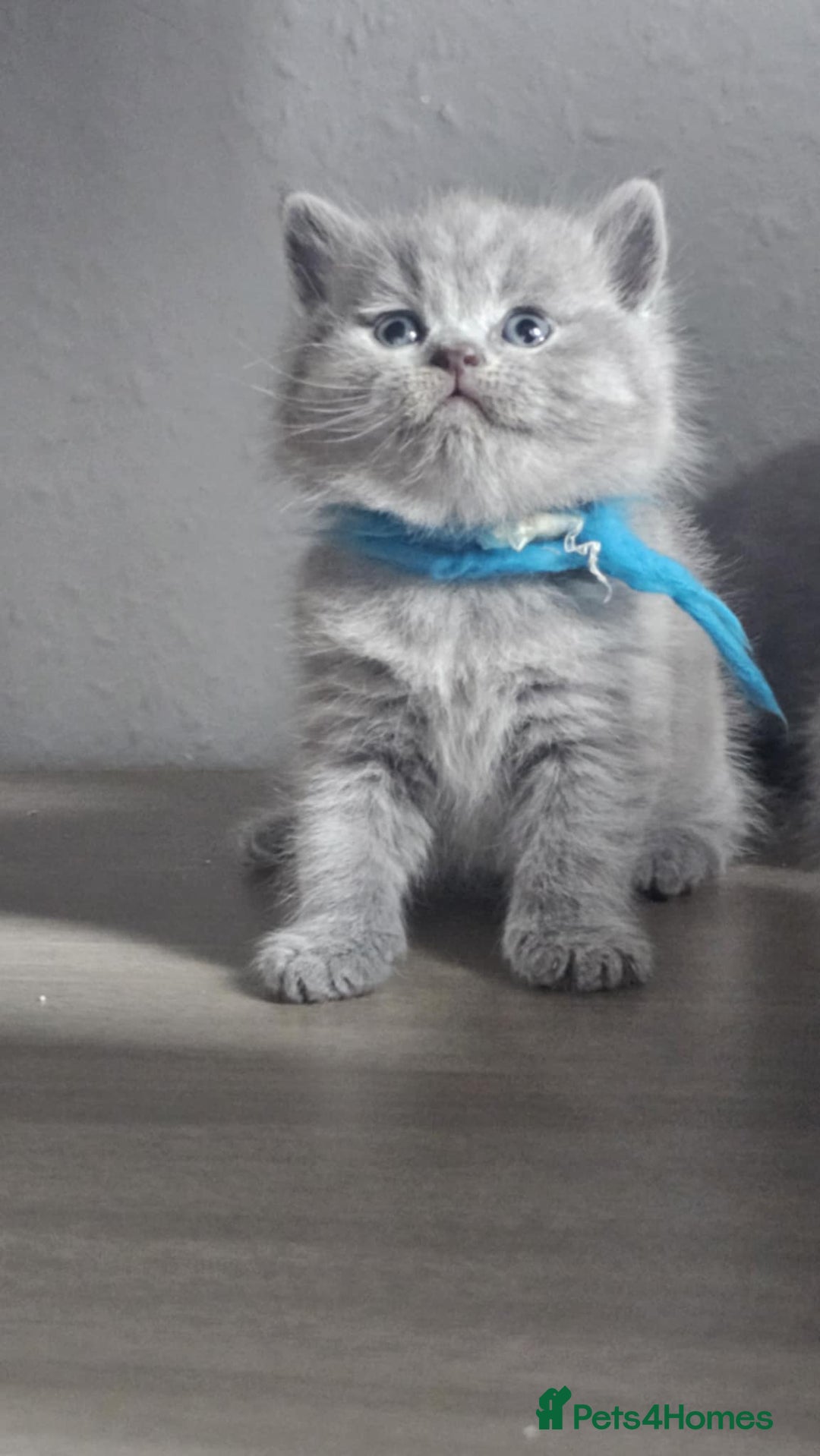 British Shorthair cats for sale: High Quality British Short Haired Kittens - Image 5