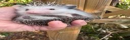 Pygmy Hedgehog rodents for sale: 8wk old APH babies various masks/ colours  - Advert 1