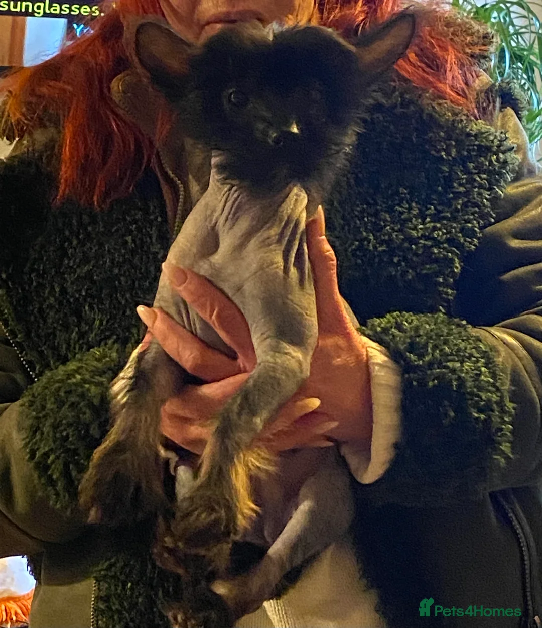 Chinese Crested dogs for sale: 5 Baby Chinese Crested Seeking Their Forever Homes - Advert 6