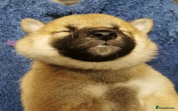 Japanese Shiba Inu dogs for sale: 1 KC Shiba inu girl left.  - Image 6