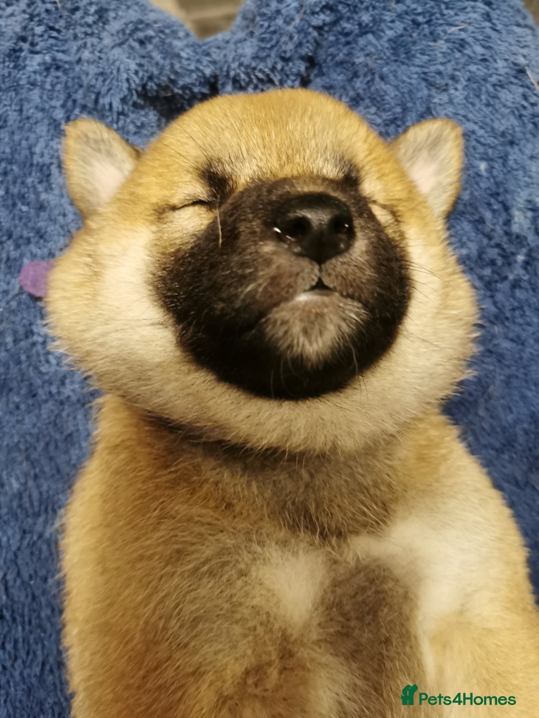 Japanese Shiba Inu dogs for sale: 1 KC Shiba inu girl left.  - Image 6