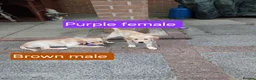 Golden Retriever dogs for sale: Beautiful golden retrivers - Advert 9