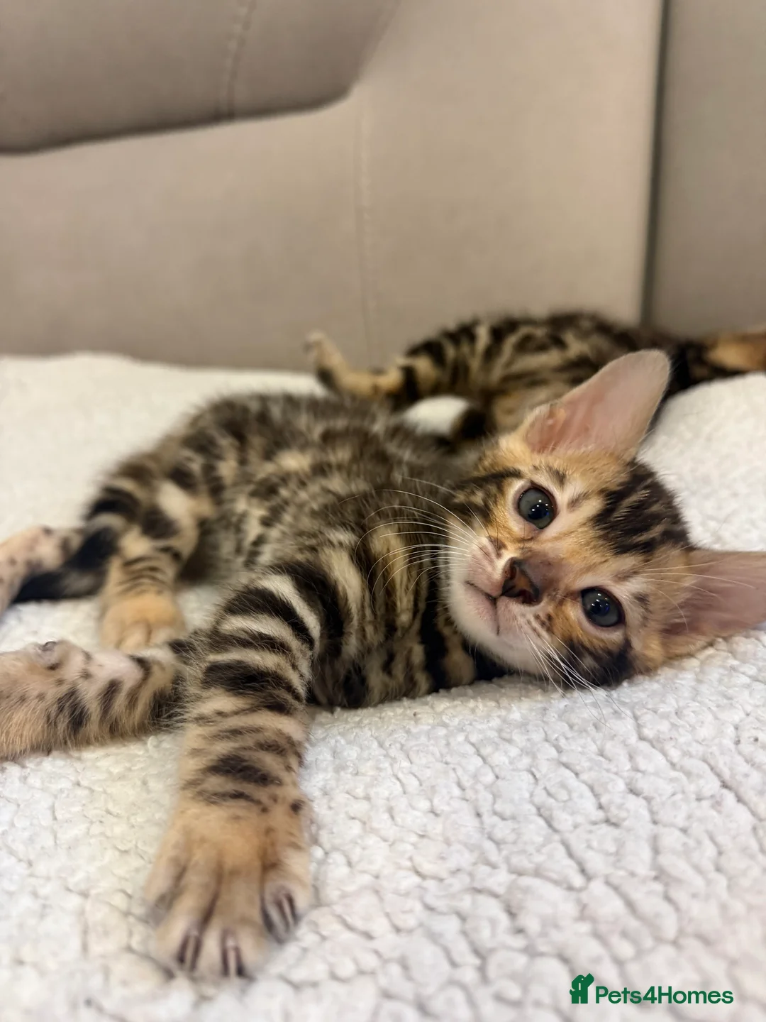 Bengal cats for sale: Pure Bengal kitten brown  - Advert 1