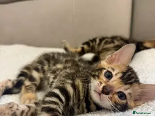 Bengal cats Pure Bengal kitten brown - Advert 4